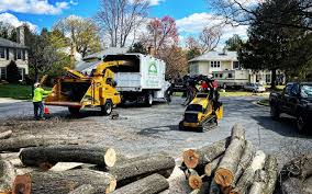 Trusted Harrington Park, NJ Tree Removal Experts