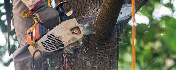Best Stump Grinding and Removal  in Harrington Park, NJ