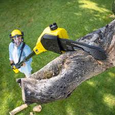 Best Tree Health Inspection  in Harrington Park, NJ