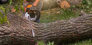 Best Lawn Irrigation Installation and Maintenance  in Harrington Park, NJ