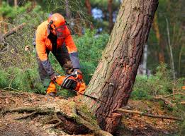 Best Hazardous Tree Removal  in Harrington Park, NJ
