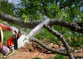 Best Fruit Tree Pruning  in Harrington Park, NJ