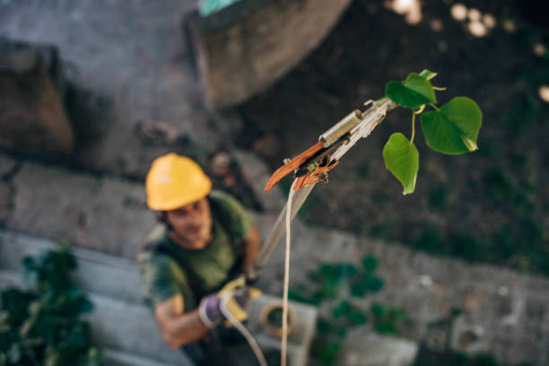 Best Commercial Tree Services  in Harrington Park, NJ