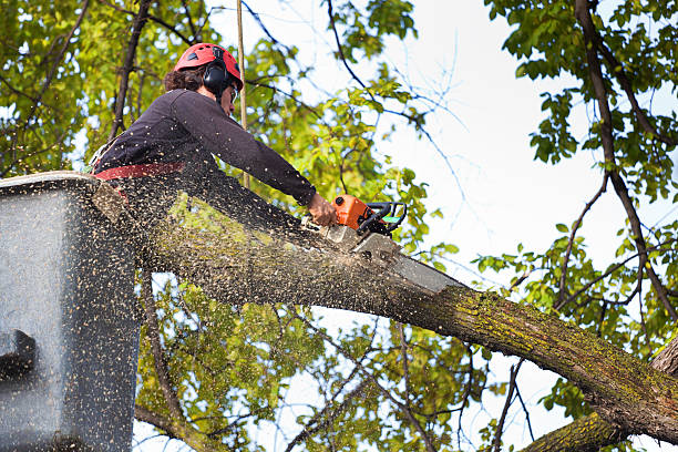 Best Lawn Disease Treatment  in Harrington Park, NJ